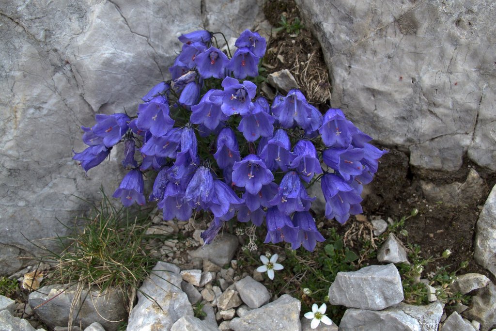 73 und wieder wunderbare Blumen.jpg